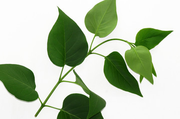 Zweig des Flieder Syringa als Freisteller