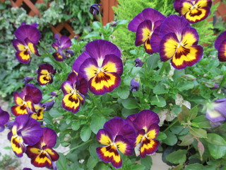Purple flowers