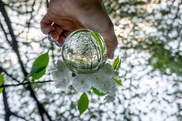 A hand holding a crystal ball for optical illusion. Known as an orbuculum, is a crystal or glass ball and common fortune telling object. Performance of clairvoyance and scrying