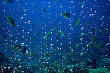 background underwater air bubbles reef / abstract sea background, diving, nature, ocean