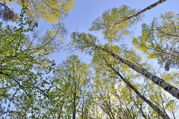 trunks of trees with green leaves against the blue sky