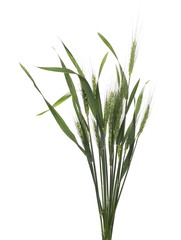 Green young ears of wheat isolated on white background with clipping path