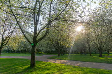 Obraz premium Park in Paris with a pedestrian. Taken during spring. View of white sakura flowers or cherry blosooms. Good for family recreation or sport.