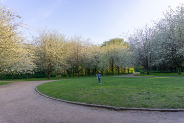 Park in Paris with a pedestrian. Taken during spring. View of white sakura flowers or cherry blosooms. Good for family recreation or sport.