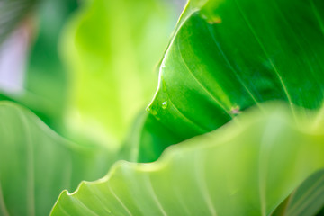 The background of colorful leaves (green, yellow) that occur naturally, is the beauty of the...