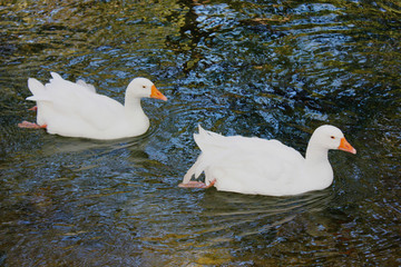Ducks and Geese at the Agios Nikolaos Park Naousa Greece
