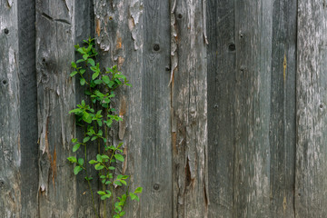 Wild plant in the garden. plant and wood. Wooden background. Ecology. The living and the dead