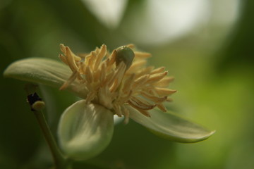 Aegle marmelos or bael flower closeup.