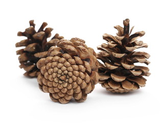 Pine cones isolated on white background