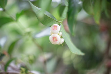 The natural background of blurred fruit (Chompu),the result is colorful, appetizing (red,pink,white), small, large, different,to be eaten as a snack.
