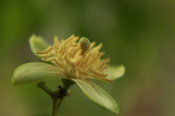 Aegle marmelos or bael flower closeup.