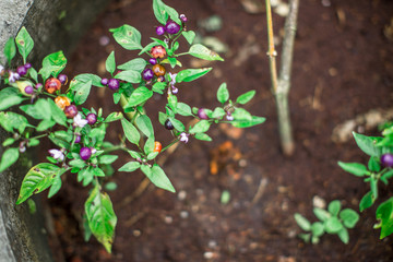 Natural background of blurry fruits, vegetables, kitchen(eggplant).The results are purple, can be eaten, small, large, different,often grown in agricultural plots or can be used to decorate the garden