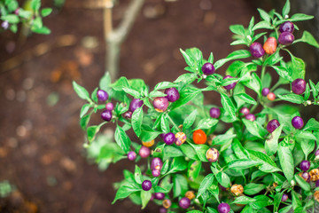 Natural background of blurry fruits, vegetables, kitchen(eggplant).The results are purple, can be eaten, small, large, different,often grown in agricultural plots or can be used to decorate the garden