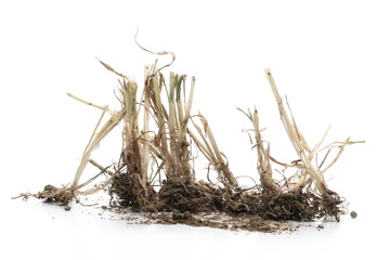 Dry withered grass, straw with dirt isolated on white background