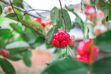 Obraz premium The natural background of blurred fruit (Chompu),the result is colorful, appetizing (red,pink,white), small, large, different,to be eaten as a snack.