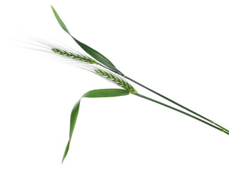Green young ears of wheat isolated on white background with clipping path