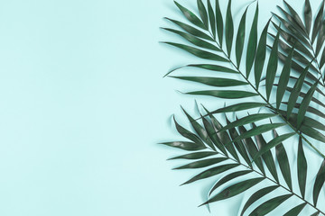 Palm leaves on pastel blue background. Summer concept. Flat lay, top view, copy space