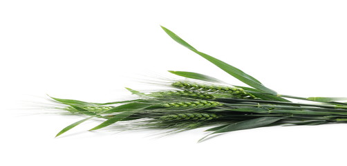Green young ears of wheat isolated on white background