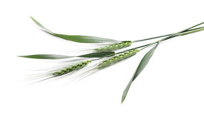 Fototapeta premium Green young ears of wheat isolated on white background