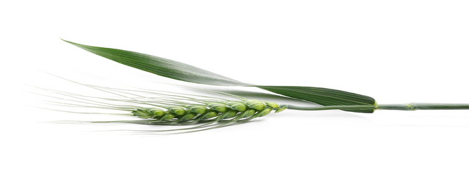 Green young ears of wheat isolated on white background - Powered by Adobe
