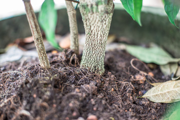  The natural background of the trunk of a small tree is blurred, which has been planted in pots before being expanded to grow in the next large plot.