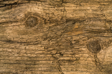 wooden background, old wood