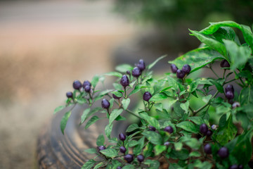 Natural background of blurry fruits, vegetables, kitchen(eggplant).The results are purple, can be eaten, small, large, different,often grown in agricultural plots or can be used to decorate the garden