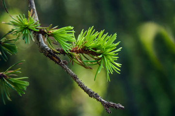 small green branch in a forest 