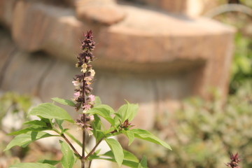 Basil flower