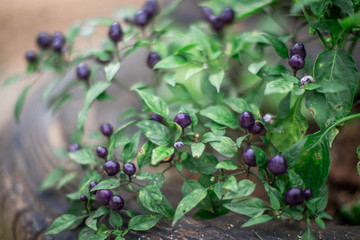 Natural background of blurry fruits, vegetables, kitchen(eggplant).The results are purple, can be eaten, small, large, different,often grown in agricultural plots or can be used to decorate the garden
