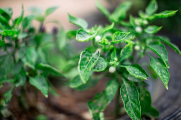 Natural background of blurry fruits, vegetables, kitchen(eggplant).The results are purple, can be eaten, small, large, different,often grown in agricultural plots or can be used to decorate the garden