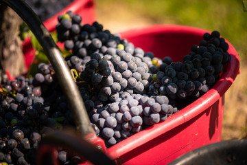 Red grapes with vineyards in the background