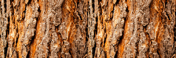 Tree bark close-up, horizontal layout