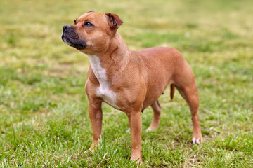 Beautiful dog of Staffordshire Bull Terrier breed, ginger color with melancholy look, standing on green lawn background. Outdoors, copy space.