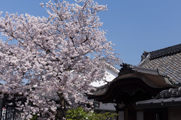 tre and details, exterior of an old wooden house in Kyoto