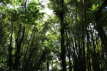 Rain forest in Puerto Rico