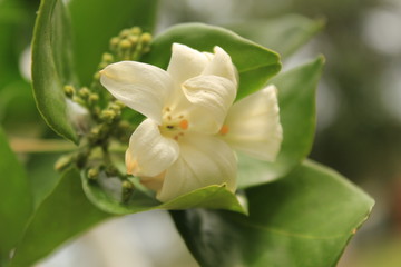 Murrayya Exotica Jasmine (Murraya paniculata) flower in garden.Also known as Orange jessamine, Jasmine orange,Chinese box, mock orange, mock lime, satinwood, Lakeview jasmine.