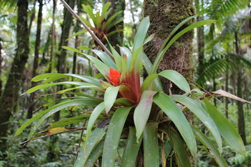 Tropical flower in El Junque (Puerto Rico)