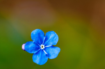 Fototapeta na wymiar Myosotis beautiful blue forest flower in spring bloosom
