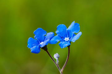 Fototapeta na wymiar Myosotis beautiful blue forest flower in spring bloosom
