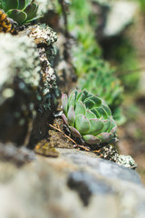 Sempervivum or stone rose on stone on rocky mountain