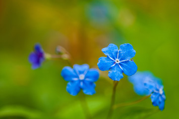 Myosotis beautiful blue forest flower in spring bloosom