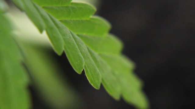 Green cannabis seedling closeup, hemp stalks in natural conditions. Marijuana concept as a universal remedy, pharmaceutical CBD oil