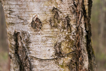 Texture of birch bark close-up. Drawing birch bark. Funny face