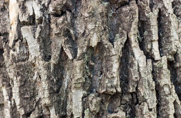 tree bark
