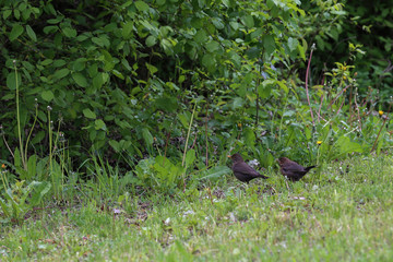 Blackbird walks a young chick in a meadow