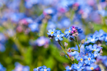 Myosotis beautiful blue forest flower in spring bloosom