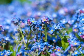 Myosotis beautiful blue forest flower in spring bloosom