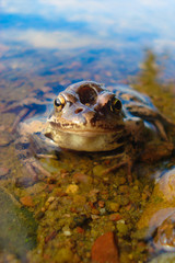 Obraz premium Frog in water.Macro...
