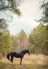 beautiful horse in the forest in spring landscape